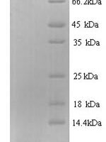 Enterobacteria phage H19B Shiga-like toxin 1 subunit B (stxB) Recombinant Protein, N-His - BioCrest Sci