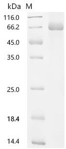 Candida albicans Lanosterol 14-alpha demethylase (ERG11), partial Recombinant Protein, E.coli, C-terminal 6xHis-tagged, 62.1 kDa, purity >≥ 90% as determined by SDS-PAGE.