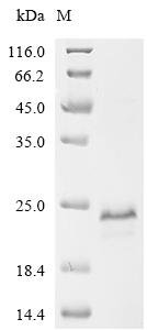 Human TATA-binding protein-associated factor 2N (TAF15), partial Recombinant Protein, N-10His, aa 1–109, Homo sapiens (Human), E.coli, N-terminal 10xHis-tagged, 15.3 kDa, purity >≥ 85% as determined by SDS-PAGE.
