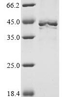 Mouse Heterogeneous nuclear ribonucleoproteins A2/B1 (Hnrnpa2b1) Recombinant Protein, C-His - BioCrest Sci