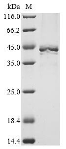 Mouse Heterogeneous nuclear ribonucleoproteins A2/B1 (Hnrnpa2b1) Recombinant Protein, C-His, Mus musculus (Mouse), Baculovirus, C-terminal 6xHis-tagged, 43 kDa, purity >≥ 90% as determined by SDS-PAGE.
