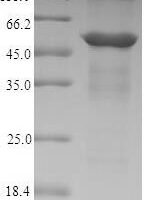 Dog Annexin A4 (ANXA4) Recombinant Protein - BioCrest Sci
