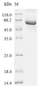 Human Tyrosine-protein kinase FRK(FRK) Recombinant Protein, Homo sapiens (Human), E.coli, C-terminal 6xHis-tagged, 65.2 kDa, purity >≥ 85% as determined by SDS-PAGE.