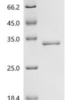Human Deoxyribonuclease-1-like 2 (DNASE1L2) Recombinant Protein - BioCrest Sci