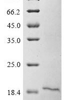 Human Secretory phospholipase A2 receptor (PLA2R1), partial Recombinant Protein, N-10His/C-Myc - BioCrest Sci
