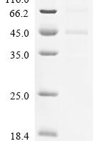 Mouse Amphiregulin (Areg), partial Recombinant Protein, N-hFc1/C-10His - BioCrest Sci