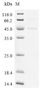 Mouse Amphiregulin (Areg), partial Recombinant Protein, N-hFc1/C-10His, Mus musculus (Mouse), Mammalian cell, N-terminal hFc1-tagged and C-terminal 10xHis-tagged, 38.1 kDa, purity >≥ 85% as determined by SDS-PAGE.