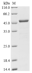 Human Calcium-binding and coiled-coil domain-containing protein 2 (CALCOCO2) Recombinant Protein, C-His, Homo sapiens (Human), Yeast, C-terminal 6xHis-tagged, 53.3 kDa, purity >≥ 85% as determined by SDS-PAGE.