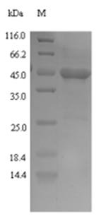 Naja kaouthia Cobra venom factor, partial Recombinant Protein, Naja kaouthia (Monocled cobra) (Naja siamensis), E.coli, N-terminal 6xHis-SUMO-tagged, 44.4 kDa, purity >≥ 90% as determined by SDS-PAGE.