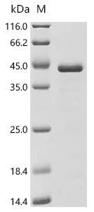 Mouse Alpha-actinin-4 (Actn4), partial Recombinant Protein, Mus musculus (Mouse), E.coli, C-terminal 6xHis-tagged, 37.2 kDa, purity >≥ 85% as determined by SDS-PAGE.