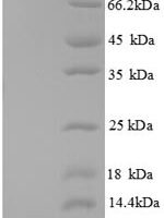 Mouse C-X-C motif chemokine 3 protein (Cxcl3) Recombinant Protein - BioCrest Sci