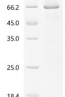 Human Cadherin-12 (CDH12), partial Recombinant Protein - BioCrest Sci