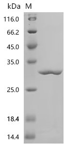 Hevea brasiliensis Small rubber particle protein (SRPP) Recombinant Protein, Hevea brasiliensis (Para rubber tree) (Siphonia brasiliensis), E.coli, C-terminal 6xHis-tagged, 29.3 kDa, purity >≥ 95% as determined by SDS-PAGE.