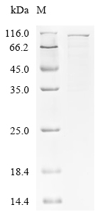 Human Gelsolin (GSN) Recombinant Protein, N-His, Homo sapiens (Human), E.coli, N-terminal 6xHis-tagged, 87.0 kDa, purity >≥ 95% as determined by SDS-PAGE.