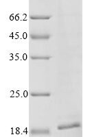 Macaca fascicularis Tumor necrosis factor ligand superfamily member 6 (FASLG), partial Recombinant Protein - BioCrest Sci