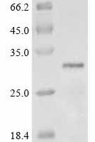 Pantoea stewartii subsp. stewartii Transcriptional activator protein esaR (esaR) Recombinant Protein - BioCrest Sci