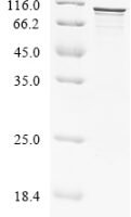 Human TATA-binding protein-associated factor 2N (TAF15) Recombinant Protein - BioCrest Sci