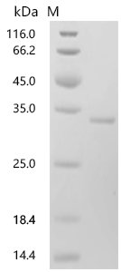 Human HLA class II histocompatibility antigen, DP beta 1 chain (HLA-DPB1), partial Recombinant Protein, C-His, Homo sapiens (Human), E.coli, C-terminal 6xHis-tagged, 29.7 kDa, purity >≥ 95% as determined by SDS-PAGE.