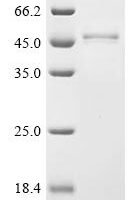 Xenopus laevis Decapping and exoribonuclease protein (dxo) Recombinant Protein, C-His - BioCrest Sci