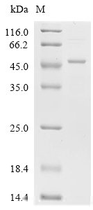 Human Guanine nucleotide-binding protein G(i) subunit alpha-2 (GNAI2) Recombinant Protein, Homo sapiens (Human), E.coli, C-terminal 6xHis-tagged, 47.2 kDa, purity >≥ 85% as determined by SDS-PAGE.