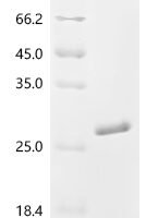Enterobacteria phage T4 Small outer capsid protein (soc) Recombinant Protein - BioCrest Sci