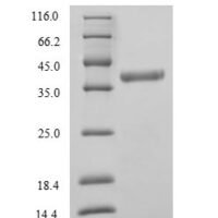 Human D-amino-acid oxidase (DAO) Recombinant Protein - BioCrest Sci
