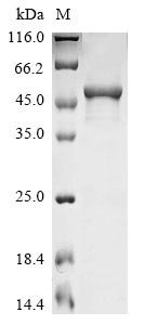 Human Secretogranin-2 (SCG2), partial Recombinant Protein, Homo sapiens (Human), E.coli, N-terminal 6xHis-GST-tagged, 54.3 kDa, purity >≥ 85% as determined by SDS-PAGE.