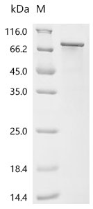 Rat Long-chain-fatty-acid--CoA ligase 4 (Acsl4) Recombinant Protein, Rattus norvegicus (Rat), E.coli, C-terminal 6xHis-tagged, 81.2 kDa, purity >≥ 85% as determined by SDS-PAGE.