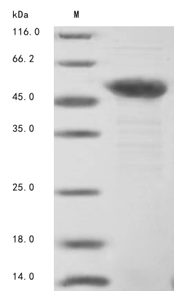 Bovine Troponin T, fast skeletal muscle (Tnnt3) Recombinant Protein, N-10His/C-Myc, aa 2–271, E.coli, Bos taurus (Bovine), E.coli, N-terminal 10xHis-tagged and C-terminal Myc-tagged, 39.0 kDa, purity >≥ 85% as determined by SDS-PAGE.