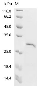 Atrax robustus Delta-hexatoxin-Ar1a Recombinant Protein, N-GST, Atrax robustus (Sydney funnel-web spider), E.coli, N-terminal GST-tagged, 31.5 kDa, purity >≥ 85% as determined by SDS-PAGE.