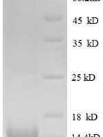 Human Glial cell line-derived neurotrophic factor (GDNF) Recombinant Protein, Tag-Free - BioCrest Sci