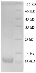 Human Glial cell line-derived neurotrophic factor (GDNF) Recombinant Protein, Tag-Free, Homo sapiens (Human), E.coli, Tag-Free, 15.1 kDa, purity >≥ 90% as determined by SDS-PAGE.
