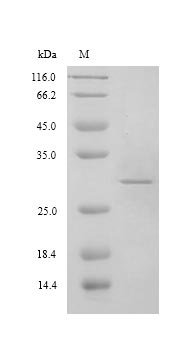 Hepatitis E virus genotype 3 Pro-secreted protein ORF2(ORF2), partial Recombinant Protein, N-His, Hepatitis E virus genotype 3 (isolate Human/United States/US2) (HEV-3), Yeast, N-terminal 6xHis-tagged, 29.3 kDa, purity >≥ 90% as determined by SDS-PAGE.