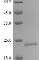 Mouse Interleukin-18 (Il18) Recombinant Protein, Tag-Free - BioCrest Sci