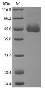 Human Apolipoprotein A-IV (APOA4) Recombinant Protein, Homo sapiens (Human), Yeast, N-terminal 6xHis-tagged, 45.4 kDa, purity >≥ 85% as determined by SDS-PAGE.
