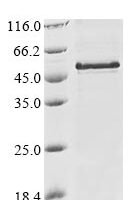 Triticum aestivum Dehydrin COR410 (COR410) Recombinant Protein, N-10His - BioCrest Sci