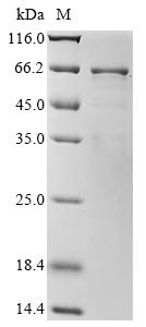 Arachis hypogaea Allergen Arachin Arah3 isoform Recombinant Protein, Arachis hypogaea (Peanut), E.coli, N-terminal 6xHis-tagged, 62.5 kDa, purity >≥ 85% as determined by SDS-PAGE.