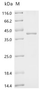 Arabidopsis thaliana Target of rapamycin complex subunit LST8-1 (LST8-1) Recombinant Protein, Arabidopsis thaliana (Mouse-ear cress), E.coli, C-terminal 6xHis-tagged, 41.2 kDa, purity >≥ 90% as determined by SDS-PAGE.