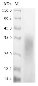 Mouse Myelin basic protein (Mbp) Recombinant Protein, Mus musculus (Mouse), Yeast, N-terminal 6xHis-tagged, 29.2 kDa, purity >≥ 85% as determined by SDS-PAGE.