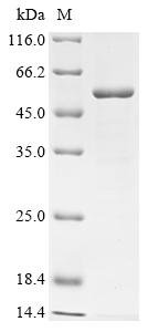 Human Transmembrane protease serine 4 (TMPRSS4), partial Recombinant Protein, N-10His/C-Myc, Homo sapiens (Human), E.coli, N-terminal 10xHis-tagged and C-terminal Myc-tagged, 49.8 kDa, purity >≥ 85% as determined by SDS-PAGE.