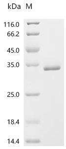 Human FAD-linked sulfhydryl oxidase ALR (GFER) Recombinant Protein, Homo sapiens (Human), E.coli, C-terminal 6xHis-tagged, 30.4 kDa, purity >≥ 95% as determined by SDS-PAGE.