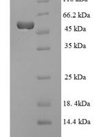 Lysobacter Enzymogenes Arg-C (ler), partial Recombinant Protein - BioCrest Sci