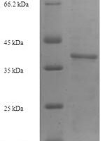 Mouse Intercellular adhesion molecule 4 (Icam4), partial Recombinant Protein - BioCrest Sci