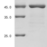 Autographa californica nuclear polyhedrosis virus Major capsid protein (P39) Recombinant Protein - BioCrest Sci