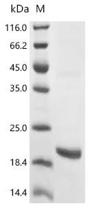 Human Sphingosine 1-phosphate receptor 5 (S1PR5), partial Recombinant Protein, Homo sapiens (Human), E.coli, C-terminal 6xHis-tagged, 16.0 kDa, purity >≥ 90% as determined by SDS-PAGE.