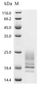 Lama glama Interleukin-2 (IL2) Recombinant Protein, C-10His, Lama glama (Llama), Mammalian cell, C-terminal 10xHis-tagged, 17.2 kDa, purity >≥ 95% as determined by SDS-PAGE.