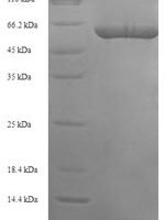 Human Elongation factor Tu, mitochondrial (TUFM) Recombinant Protein, N-His-SUMO - BioCrest Sci