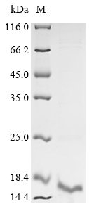 Dermatophagoides pteronyssinus Major mite allergen Der p 23 Recombinant Protein, Dermatophagoides pteronyssinus (European house dust mite), E.coli, N-terminal 6xHis-tagged, 10.3 kDa, purity >≥ 90% as determined by SDS-PAGE.