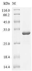Influenza A virus RNA-directed RNA polymerase catalytic subunit (PB1), partial Recombinant Protein, Influenza A virus (strain A/Puerto Rico/8/1934 H1N1), E.coli, C-terminal 6xHis-tagged, 30.4 kDa, purity >≥ 85% as determined by SDS-PAGE.