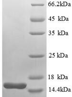 Escherichia coli Thioredoxin-1 (trxA) Recombinant Protein - BioCrest Sci